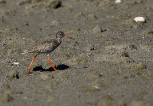 PETTEGOLA, Redshank, Tringa totanus 