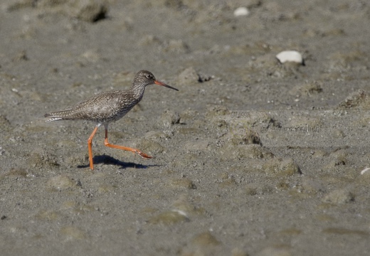 PETTEGOLA, Redshank, Tringa totanus 