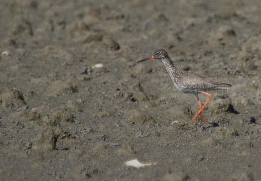 PETTEGOLA, Redshank, Tringa totanus 