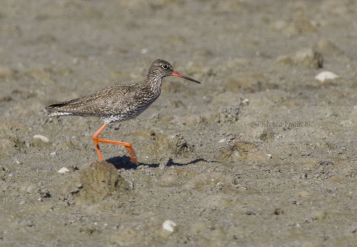 PETTEGOLA, Redshank, Tringa totanus 