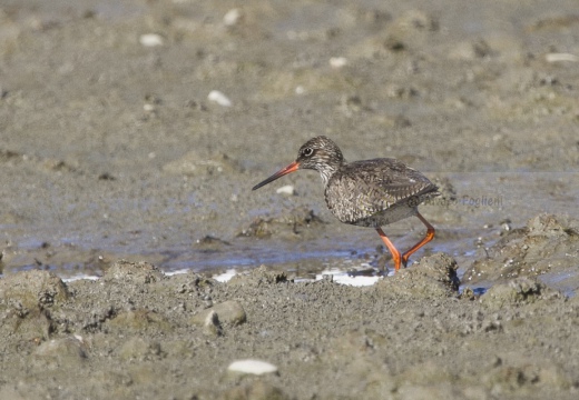 PETTEGOLA, Redshank, Tringa totanus 