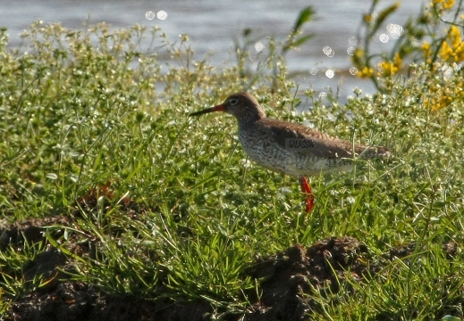 PETTEGOLA, Redshank, Tringa totanus 