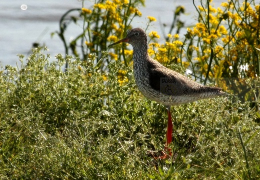 PETTEGOLA, Redshank, Tringa totanus 