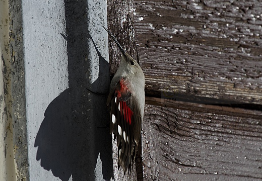 PICCHIO MURAIOLO, Wallcreeper,  Tichodroma muraria 