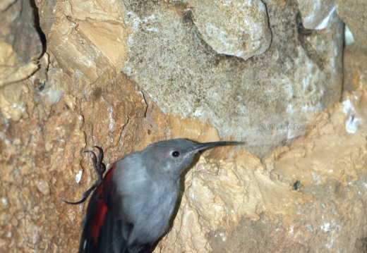 PICCHIO MURAIOLO, Wallcreeper,  Tichodroma muraria 