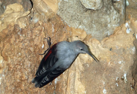 PICCHIO MURAIOLO, Wallcreeper,  Tichodroma muraria 