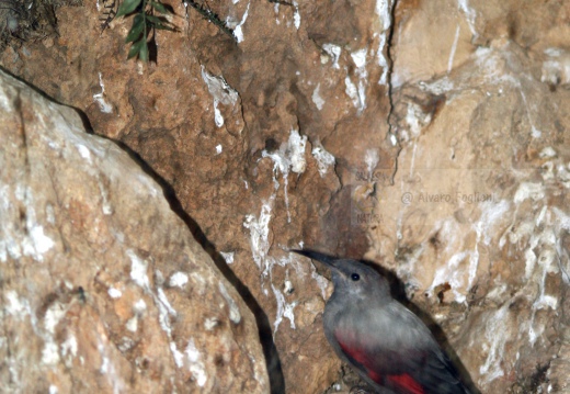 PICCHIO MURAIOLO, Wallcreeper,  Tichodroma muraria 