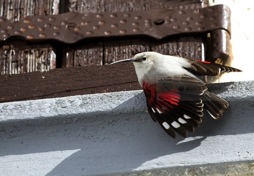 PICCHIO MURAIOLO, Wallcreeper,  Tichodroma muraria 