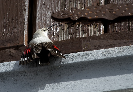 PICCHIO MURAIOLO, Wallcreeper,  Tichodroma muraria 