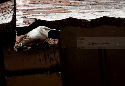 PICCHIO MURAIOLO, Wallcreeper,  Tichodroma muraria 