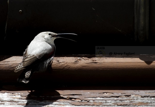 PICCHIO MURAIOLO, Wallcreeper,  Tichodroma muraria 