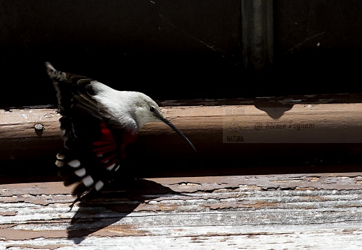 PICCHIO MURAIOLO, Wallcreeper,  Tichodroma muraria 