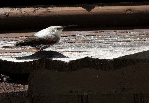 PICCHIO MURAIOLO, Wallcreeper,  Tichodroma muraria 