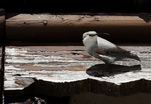 PICCHIO MURAIOLO, Wallcreeper,  Tichodroma muraria 