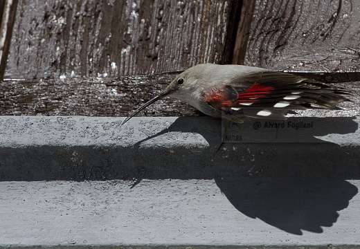 PICCHIO MURAIOLO, Wallcreeper,  Tichodroma muraria 