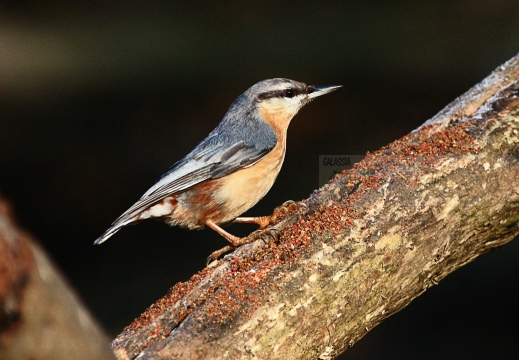 PICCHIO MURATORE, Nuthatch, Sitta europaea 