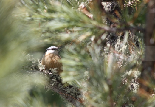 PICCHIO MURATORE, Nuthatch, Sitta europaea 