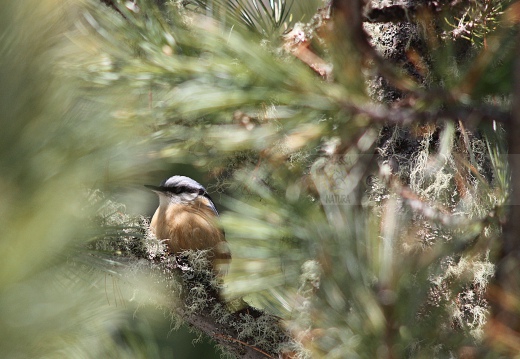 PICCHIO MURATORE, Nuthatch, Sitta europaea 