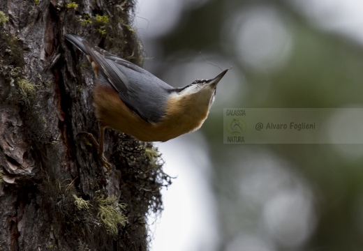 PICCHIO MURATORE, Nuthatch, Sitta europaea 