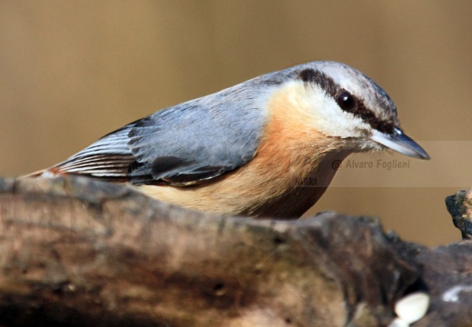 PICCHIO MURATORE, Nuthatch, Sitta europaea 