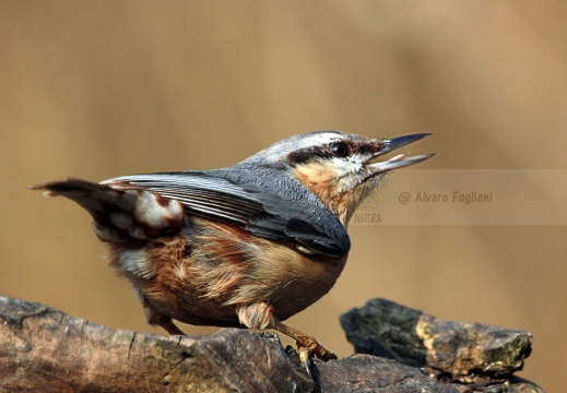 PICCHIO MURATORE, Nuthatch, Sitta europaea 