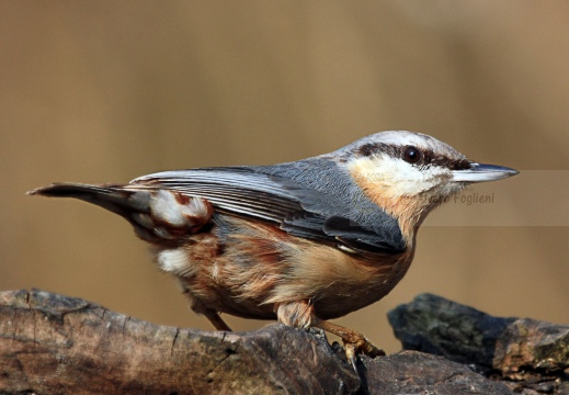 PICCHIO MURATORE, Nuthatch, Sitta europaea 