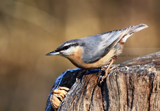 PICCHIO MURATORE, Nuthatch, Sitta europaea 