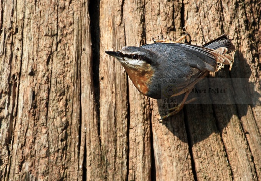 PICCHIO MURATORE, Nuthatch, Sitta europaea 