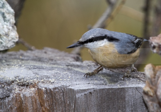 PICCHIO MURATORE, Nuthatch, Sitta europaea 