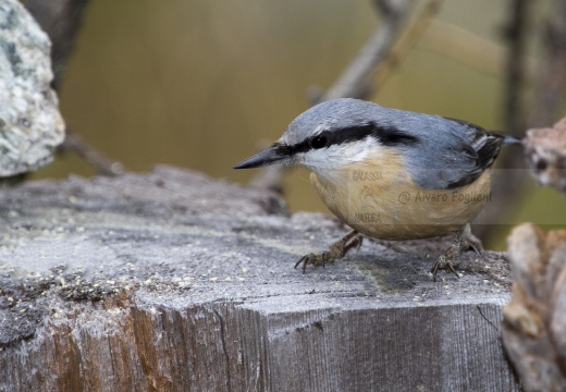 PICCHIO MURATORE, Nuthatch, Sitta europaea 