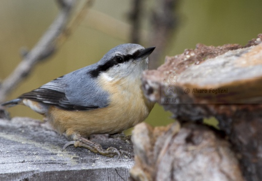 PICCHIO MURATORE, Nuthatch, Sitta europaea 