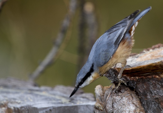 PICCHIO MURATORE, Nuthatch, Sitta europaea 