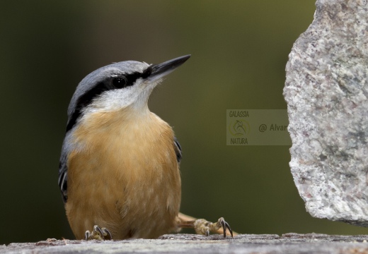 PICCHIO MURATORE, Nuthatch, Sitta europaea 