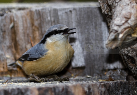 PICCHIO MURATORE, Nuthatch, Sitta europaea 