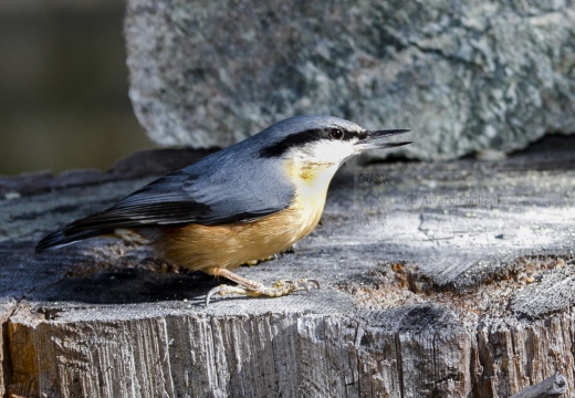 PICCHIO MURATORE, Nuthatch, Sitta europaea 