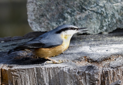 PICCHIO MURATORE, Nuthatch, Sitta europaea 