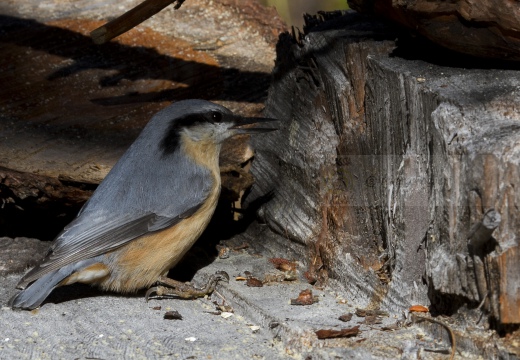 PICCHIO MURATORE, Nuthatch, Sitta europaea 