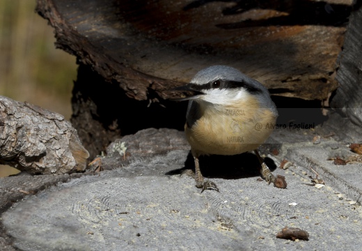 PICCHIO MURATORE, Nuthatch, Sitta europaea 