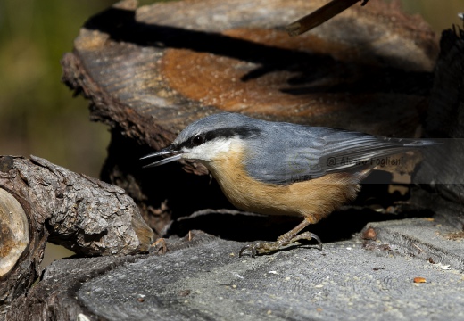 PICCHIO MURATORE, Nuthatch, Sitta europaea 