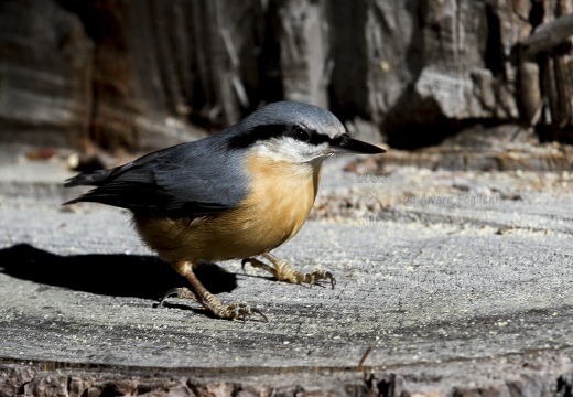 PICCHIO MURATORE, Nuthatch, Sitta europaea 