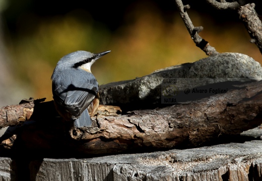 PICCHIO MURATORE, Nuthatch, Sitta europaea 