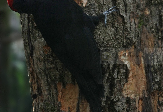 PICCHIO NERO,  Black Woodpecker,  Dryocopus martius