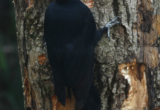 PICCHIO NERO,  Black Woodpecker,  Dryocopus martius