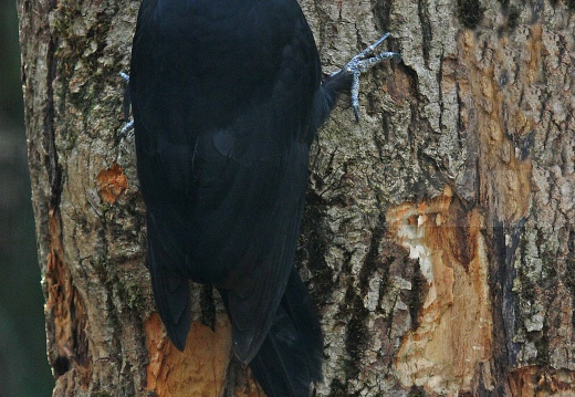 PICCHIO NERO,  Black Woodpecker,  Dryocopus martius
