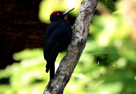 PICCHIO NERO,  Black Woodpecker,  Dryocopus martius