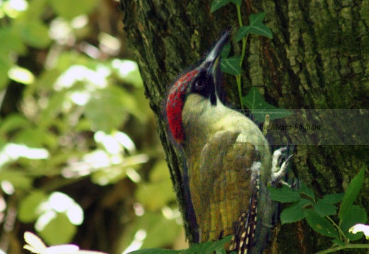 PICCHIO VERDE, Green Woodpecker, Picus viridis