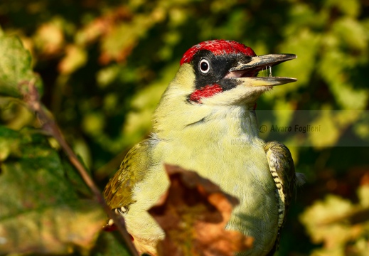 PICCHIO VERDE, Green Woodpecker, Picus viridis