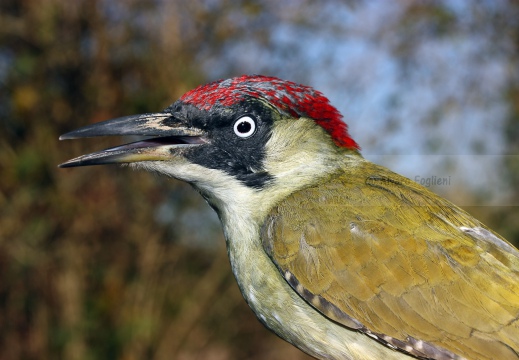 PICCHIO VERDE, Green Woodpecker, Picus viridis