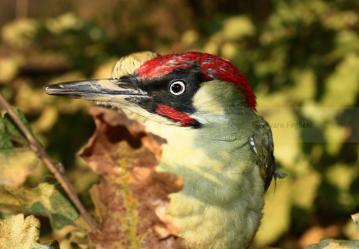 PICCHIO VERDE, Green Woodpecker, Picus viridis