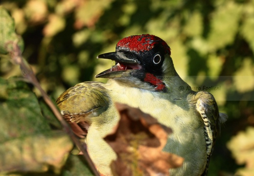 PICCHIO VERDE, Green Woodpecker, Picus viridis